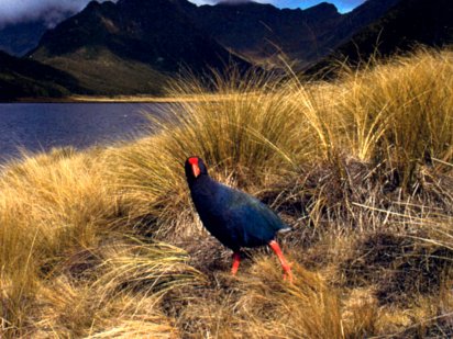 Takahe